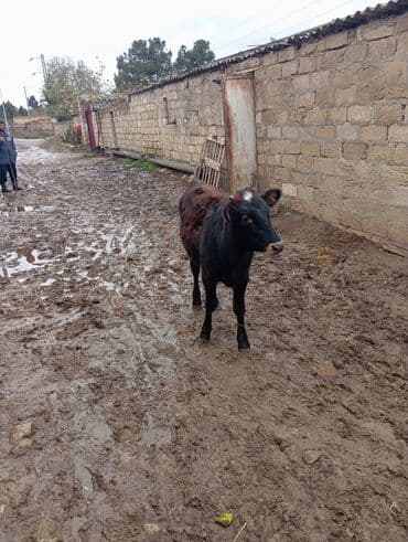 İtlər: Dişi danadi yemdə olan heyvandi bağlı şəraitdə olur — 5