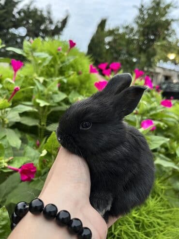 cuce yem qabi: Salam🖐🏻.Her biri real dovşan şekilleridir öz heyetimde saxladığım — 9