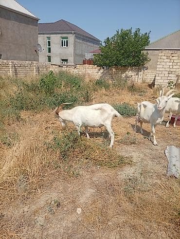 Südlük keçilər – 3 baş TAM SAF KAN MACAR SANEN KEÇİLERİ KULAKLARINDA — 7