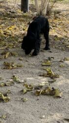 azerbaycan it adlari erkek: Koker spaniyel, 1 il, Erkek, Peyvəndli, Ödənişli çatdırılma — 4