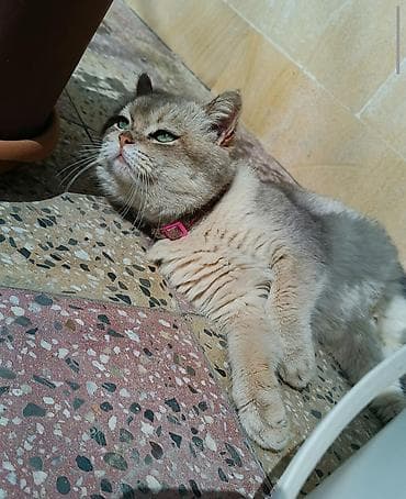 şotlant pişiyi: Britan — 3