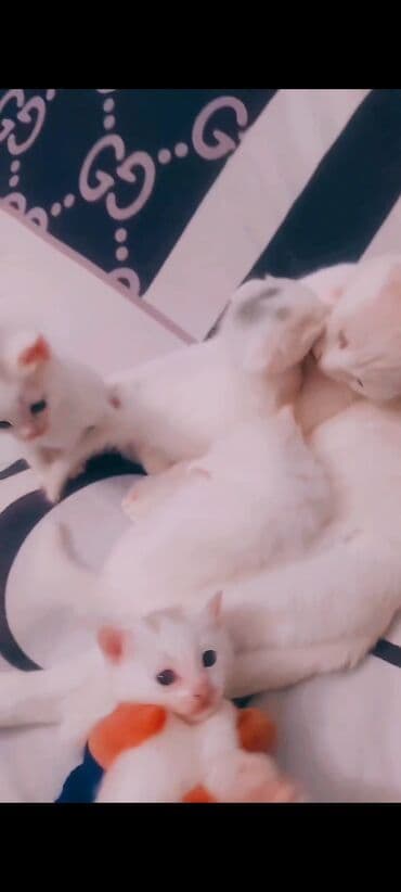 pişik oyuncaqları: Dişi — 4