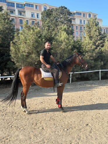 bakida cins ineklerin satisi: Ingilis ati satilir — 4