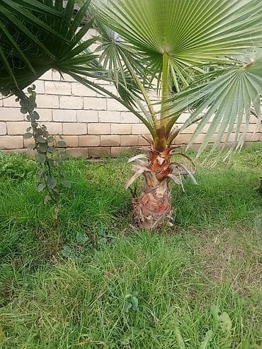 suni ağac: Dekorativ palma ağacı – fan tipli yarpaqlar - Növ: Fan palmaya bənzər — 2