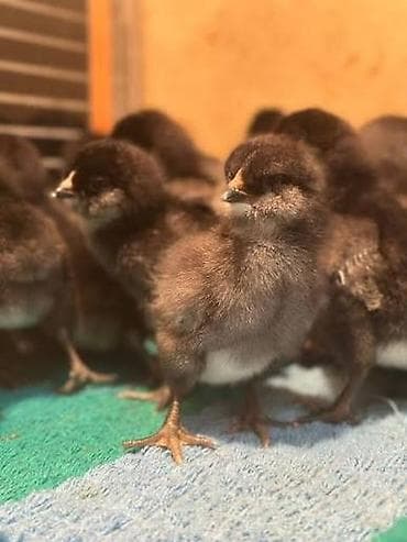 ov itlərinin satışı: Damazlıq, Ödənişli çatdırılma — 5