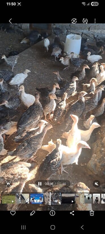 выведение новых пород животных: Məhsul: Hinduşqa cücələri (fisant x turşu rəngli qarışıq növlər) — 1