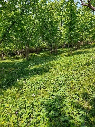 mdf satışı: Məhsul: Zoğal bağından təzə zoğal (Cornus mas) Təsvir: - Şəkillərdə — 2