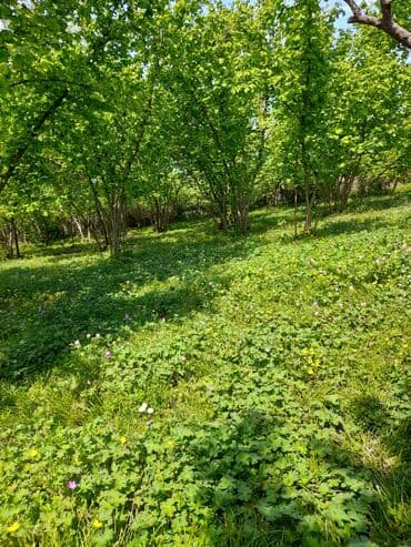 копилка на 100 тысяч таблица: Qusarin kendi 10 km arligda gozel ponramali yerdi tecili satilir — 5