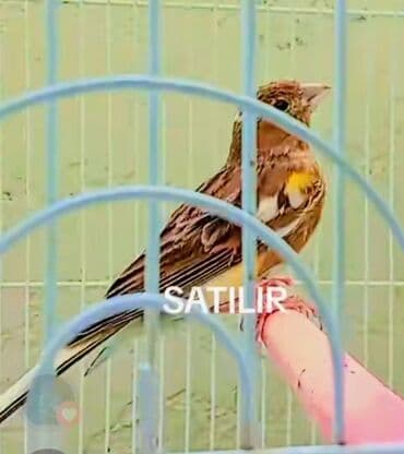 хары бюльбюль купить: 7aylıq poz rəngdə olan erkək bülbül tam sağlam və akdiv quşdu — 1