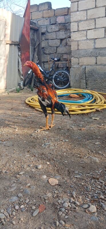 kend toyugu: Heyratı beçə satılır 7 aylıqdı təzə təzə aylır boş bekar adamlar — 3