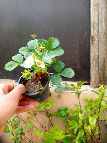 gül toxumları satışı: Çiyələk fidanları – məhsuldar, iri və şirinmeyvəli sort - Şəkillərdə — 11