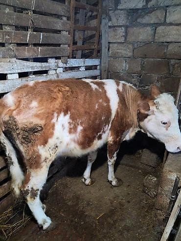 qurban bayrami sekiller: Simental qanlı dişi buzov - Rəng: ağ-qəhvəyi, bədənində geniş ağ — 1