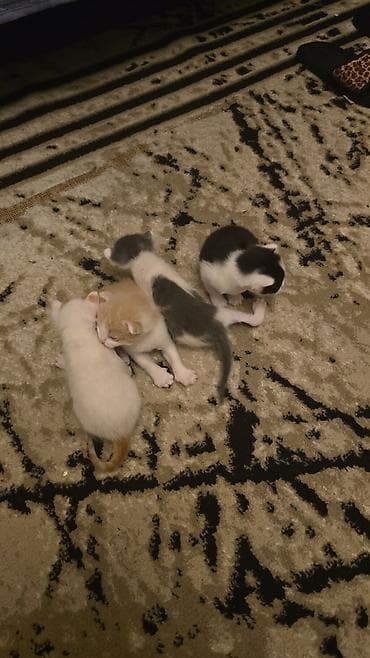 ev pişiki: Dişi, Yaxşı əllərə — 3