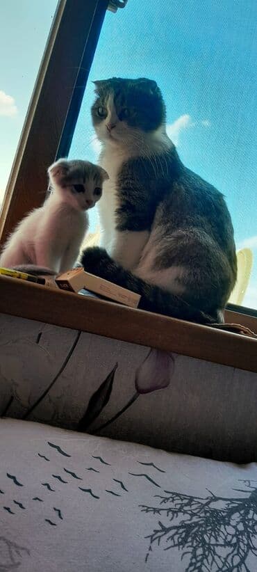 pişik geyim: Dişi, Yaxşı əllərə, Ünvandan götürmə — 5