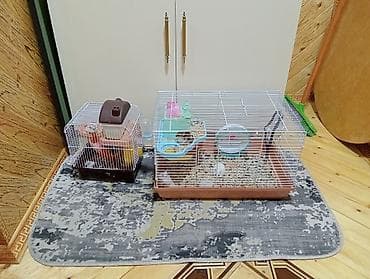 hamster satış: Hamster(dağsıcanı).Ədədnən cütnəndə satılır.Yuvasıynan başqa qiymətə — 1