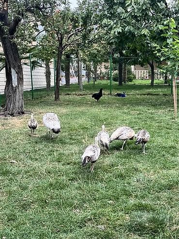 qus iran: Tavus quşları (heyvandarlıq/bağ üçün dekorativ quşlar) Qaraqanad tovuz — 2