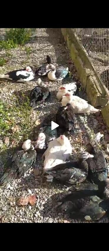 Kabrolar: SALAMLAR, 14 EDED LAL ÖRDƏKLƏR SATILIR SAĞLAM ORDEYLER — 4