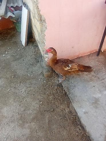 quş satisi: Kirasnadar lal ordey satlir cavandi aktiv ordeydi - Rəng: qəhvəyi — 3