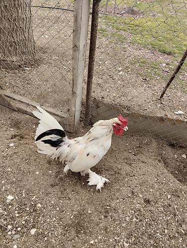 Pişiklər: Yaponka xoruz, ayağı lələkli, daş pipik, 1 illik, vaksini vurulub. 20 — 5