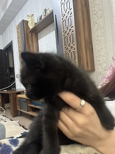 anqora pisik satilir: Dişi, Yaxşı əllərə, Ünvandan götürmə, Ödənişli çatdırılma — 2