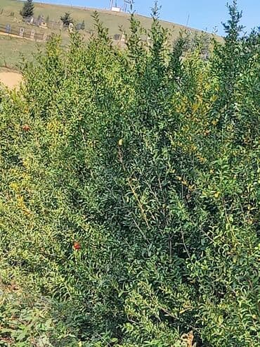 qara xardal toxumu harda satilir: 🏡 Nar ağacları satılır! 🌳 Təmiz, sağlam və keyfiyyətli nar ağacları — 3