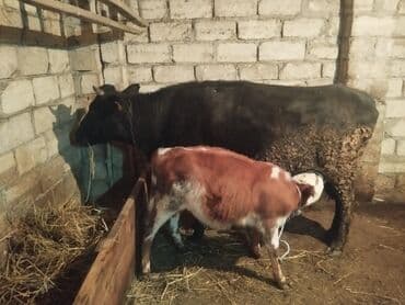 возьму породистого котенка в дар: Самка, лет: 4, Самовывоз — 2