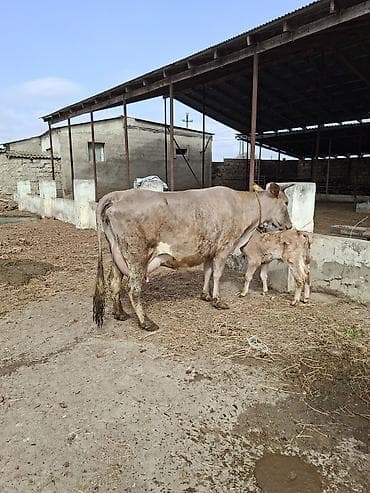 inək sagan: 20 litir sud verir 10 gundu dogub 3cu qarni erkey balasi var — 5