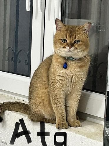 heyvan satisi: Qızıl şinşilla, Erkək, Dişi, Ünvandan götürmə, Ödənişli çatdırılma — 9