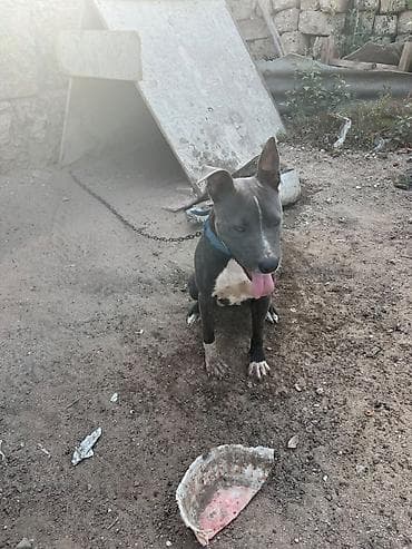 heyvan it: Pitbul — 3