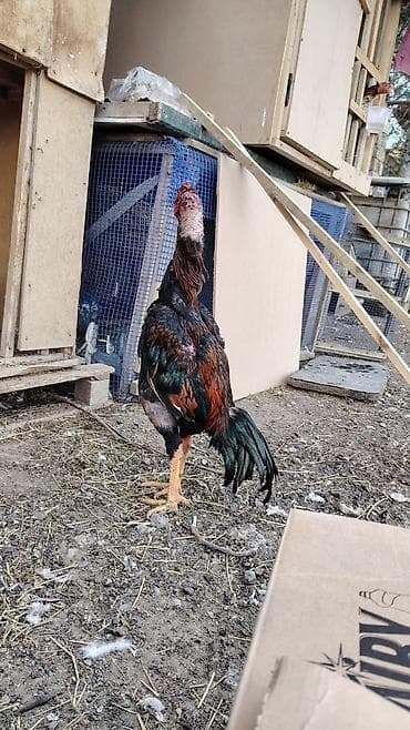 Atlar: Salam aleykum ana mazaxit qanboc ata 77 di atasinin mydanlari olub — 4