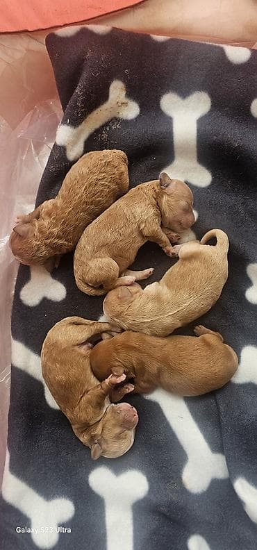 basenc itleri: Pudel — 2