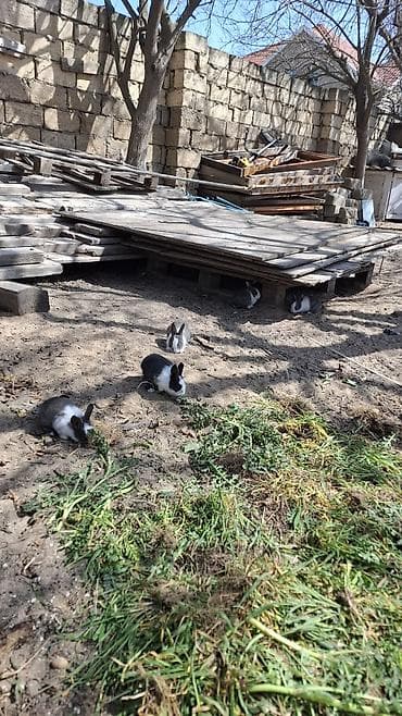 it satisi 2020: Ev dovşanı balaları – boz-ağ rəng çeşidində - Növ: Ev dovşanı — 3