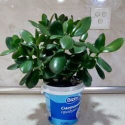 Buket güllər: Pul ağacı - qiyməti: 10 azn — 1