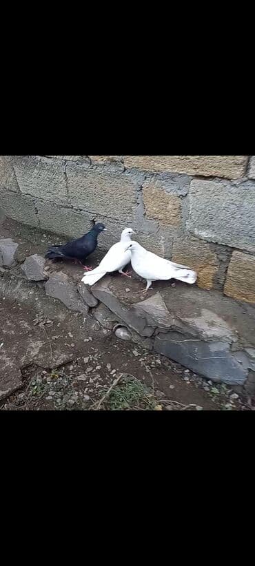 şahin quşunun qiyməti: 2 təzə dənə düşən bala 1 dənə zil qara 16 tük .qiymət 3 -nə — 1