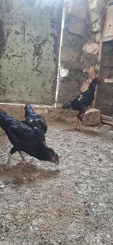 ev quslarinin satisi: Salam saglam bala veren heyvanlardi kom sekilde satilir . xoruz ṣamo — 3