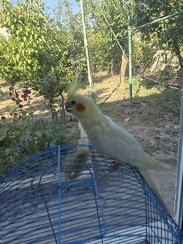 Bu gözəl sarı qız [dişi] satılır.tək problem nəfəs alanda qimdiyi açıq