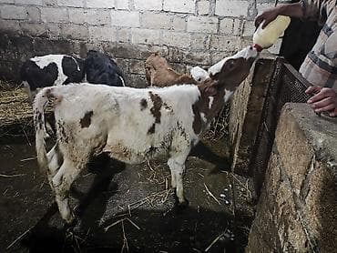 Heyvanlar: Salam. 10 gündən sonra Südən Kəsilir.3Ay 4 günlükdu Təmiz Simental — 1