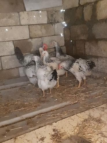 ev itlerinin satisi: Serebrist toyuqlar 5 aylıqdılar bütün dərmanlar verilib — 2