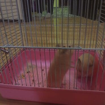 tutu kuşu: Satılır: hamster qəfəsi və 2 hamster - Qəfəs: metal barmaqlıq — 1