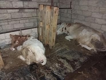 Salam aleykum ineyler bir yerde satılır ağ inəy smental melezi dir