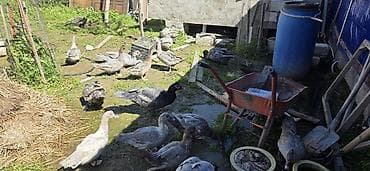 ordek: 6 aylıq cins lal ördəklər ( Krasnodar, Macar Mirvari, Kərpici — 1
