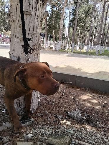 avcarka itləri: 𝘈𝘺𝘢𝘲𝘭𝘢 𝘮𝘰̈𝘩𝘬ə𝘮 𝘴𝘪𝘮𝘦𝘵𝘪𝘥𝘪𝘬𝘥𝘪𝘳. 𝘪𝘵𝘪𝘯 𝘩𝘦𝘤̧ 𝘣𝘪𝘳 𝘬𝘢 𝘱𝘳𝘪𝘻𝘪 𝘰𝘭𝘢 𝘣𝘪𝘭𝘮ə𝘻 — 8