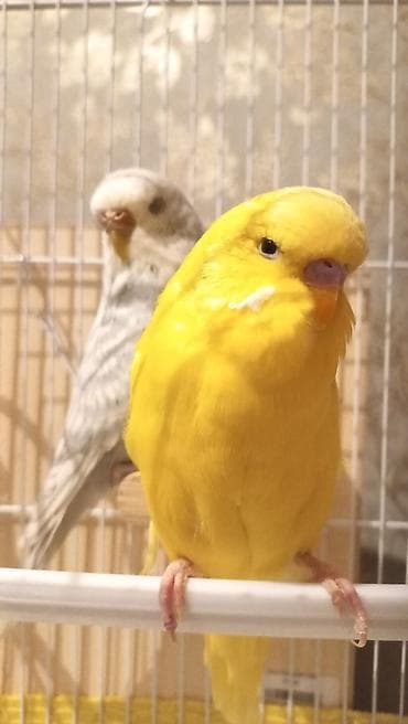 jako tutuquşusunun digər adı: Tutuquşu biri dişi biri erkəkdir. 6 aylıqıdır Yaxınlarda — 1