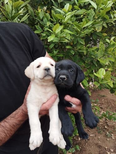 лабрадор: Labrador-retriver, 2 ay, Dişi, Peyvəndli, Ünvandan götürmə — 8