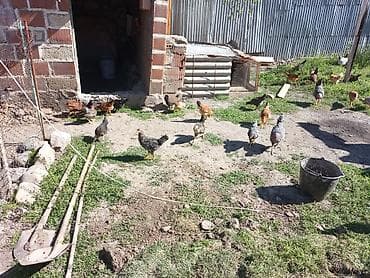 sumqayit toyuq: Salam herkesə oz baxdiqim cucelerdi baxa bilmirem deye satiram xarkov — 4