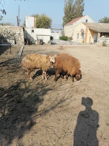 K/t heyvanları üçün mallar: Quzular – 3 baş 3 də bir satılır qiymət sondur bir dənəsi 450 — 4