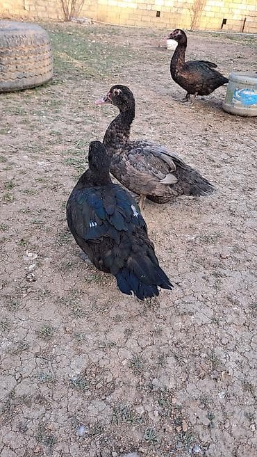 südü ineyler: Erkək, Ətlik, Pulsuz çatdırılma — 5