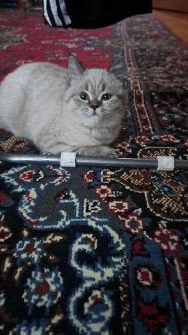 dovşan yuvaları: Şinşilla, Yaxşı əllərə — 5