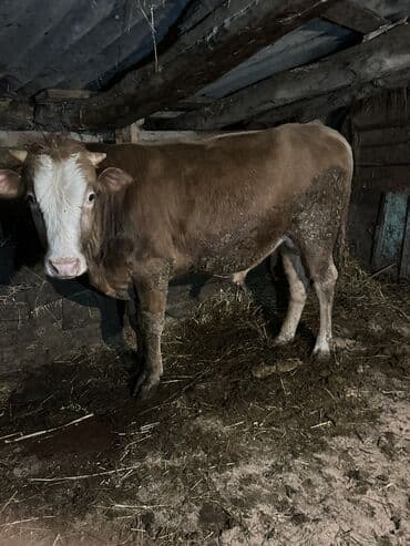 cins inekler: Самец, лет: 1, 100110 кг, Для разведения, Самовывоз — 22