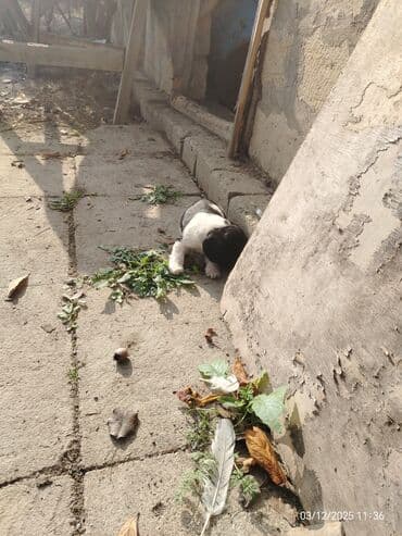 satliq ov itleri berde: 1 ay — 4